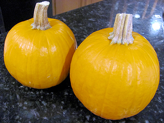 great-pumpkin-experiment-my-imperfect-kitchen-01