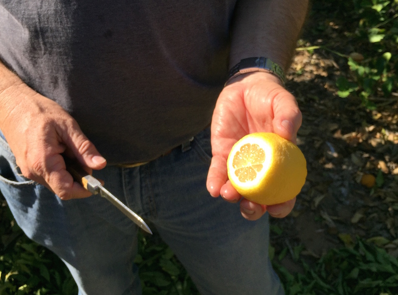 Lemons at Sea View Farms