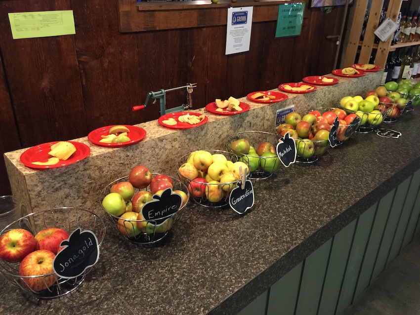 Apple Picking in Oak Glen